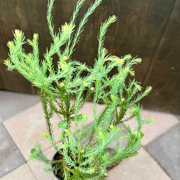 鉢花 観葉植物：リューカデンドロン ケープ＆スパイス*6号 ケープ