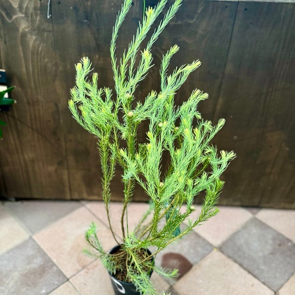 鉢花 観葉植物：リューカデンドロン ケープ＆スパイス*6号 ケープ