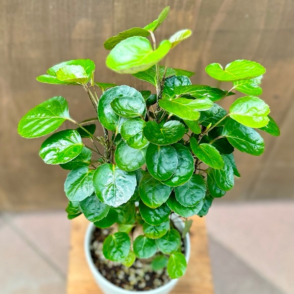 おしゃれ 観葉植物：ポリシャス フリスビー*5号プラポット Polyscias
