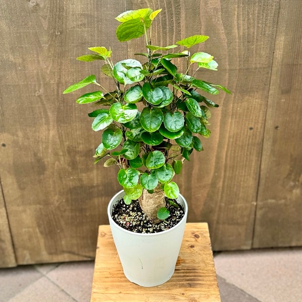 おしゃれ 観葉植物：ポリシャス フリスビー*5号プラポット Polyscias