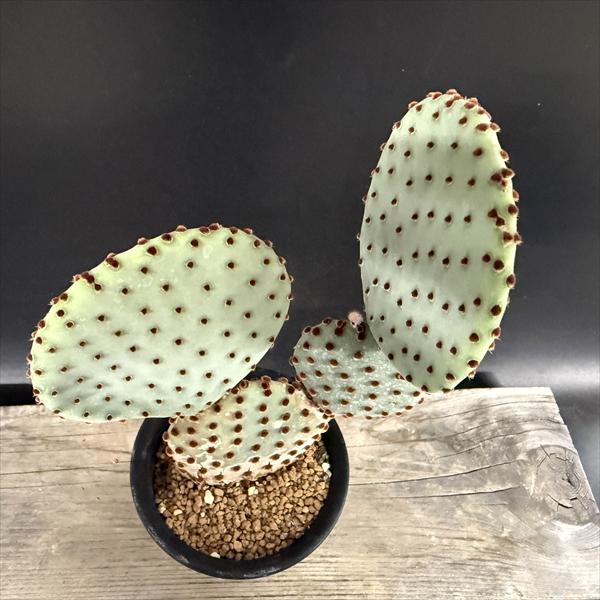 サボテン：オプンチア サンタリタ*幅13cm | サボテン＆多肉植物