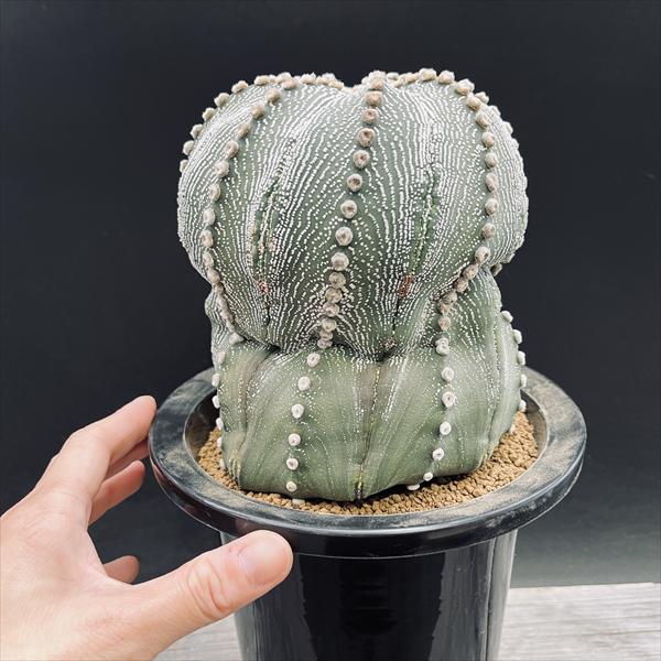 サボテン：アストロフィツム 赤花兜丸 竜神ツギ*幅13cm 現品