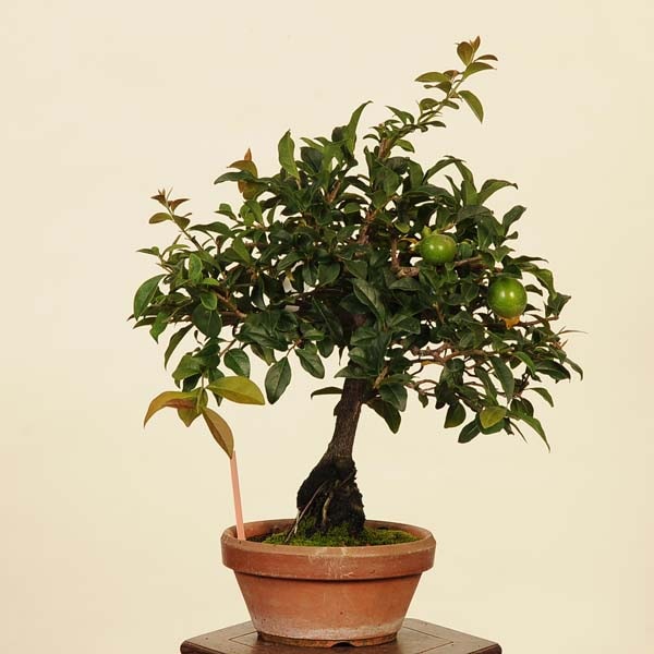 専用 柿の木の盆栽 樹脂粘土 ◇粘土のお花◇ 柿盆栽【ロウヤガキ（老爺