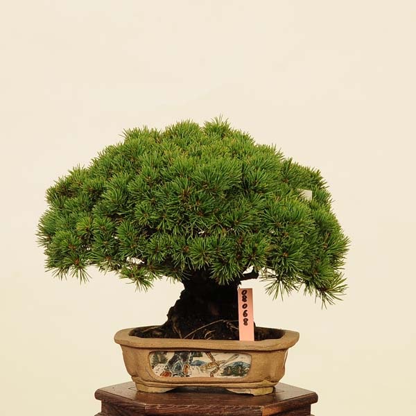 盆栽 特選：五葉松(明星)* 現品 ごようまつ ゴヨウマツ