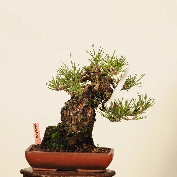 ߺ Ϲ*(ȭͭ) ޤġޥġKuromatsu bonsai ߺ