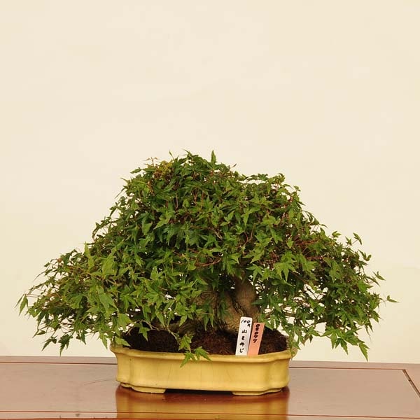ߺ ա*ߤߥMomiji bonsai ߺ