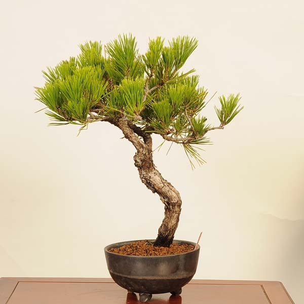 盆栽 ：黒松* 現品 くろまつ クロマツ Kuromatsu bonsai 中品盆栽 