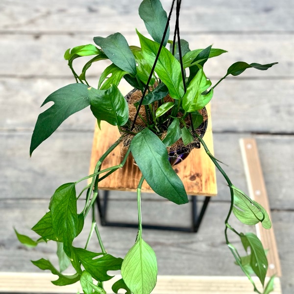 おしゃれ 観葉植物：マングーカズラ*5号 吊り鉢 | 観葉植物,吊り鉢