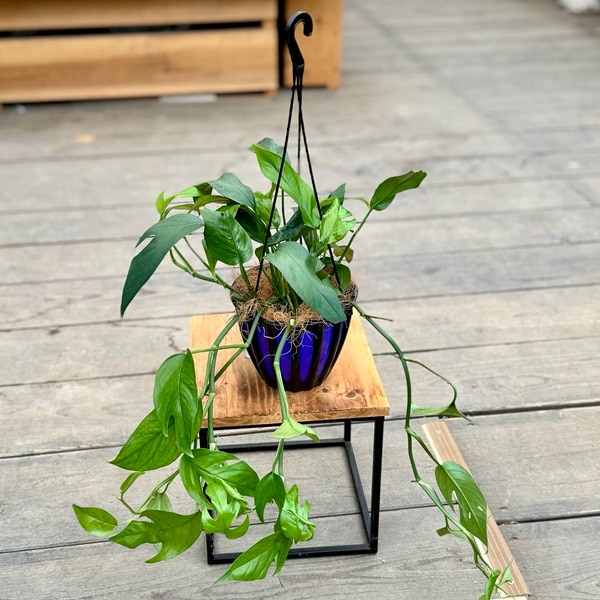 おしゃれ 観葉植物：マングーカズラ*5号 吊り鉢 | 観葉植物,吊り鉢