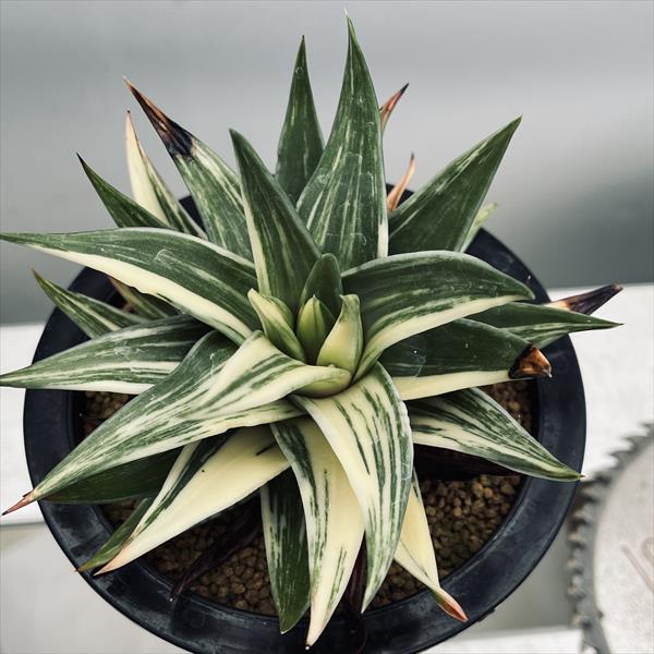 多肉植物：ハオルチア 瑞鶴錦*幅12cm 現品！一品限り