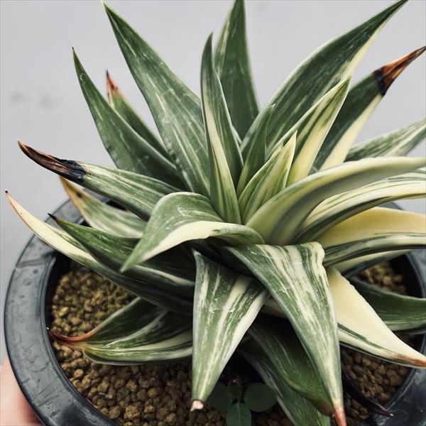 多肉植物：ハオルチア 瑞鶴錦*幅12cm 現品！一品限り