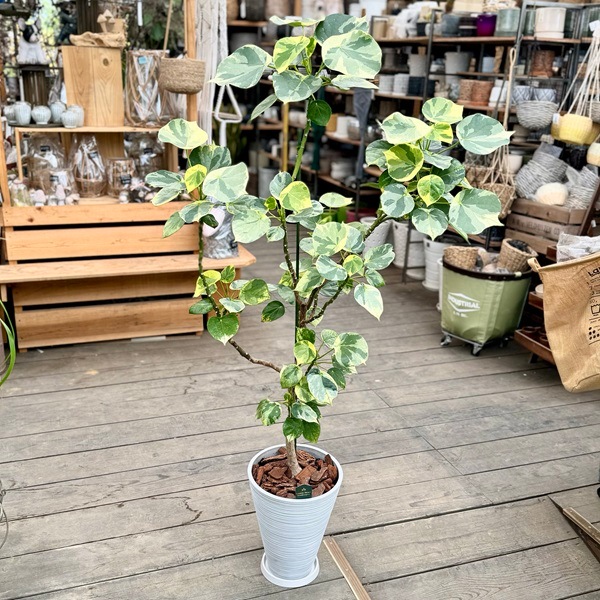 ������졡���տ�ʪ�������� �ϥ��Υϥ��� ��֥꡼�ϡ���*ȭ���� ������  �С��� ���� �緿�������