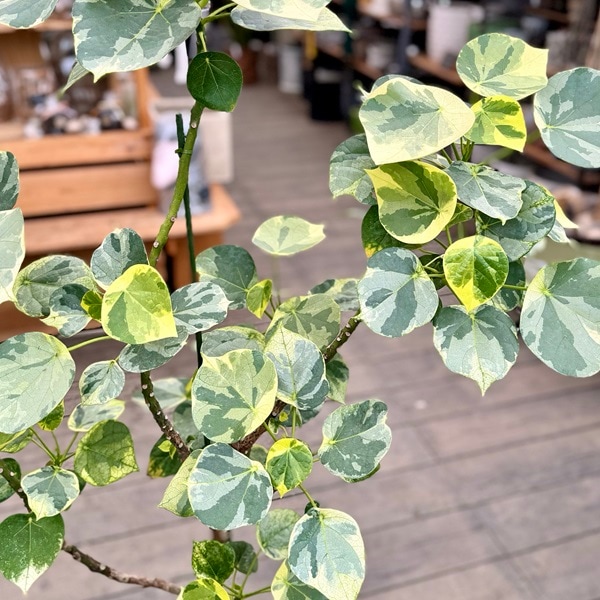 迷彩柄植物 ラブリーハート 斑入 可愛いハートの葉 Amazon｜アグラオネマ ピクタム トリカラー 迷彩柄 観葉植物