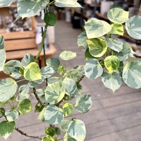おしゃれ 観葉植物：斑入り ハスノハギリ ラブリーハート*鉢植え