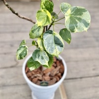 おしゃれ 観葉植物：斑入り ハスノハギリ ラブリーハート*鉢植え 受皿