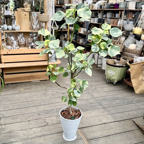 おしゃれ 観葉植物：斑入り ハスノハギリ ラブリーハート*鉢植え