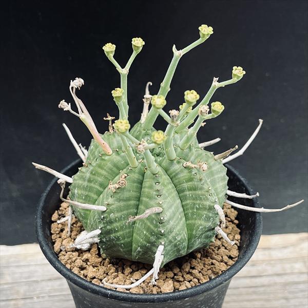 多肉植物 ユーフォルビア バリダゴブリン - メルカリ