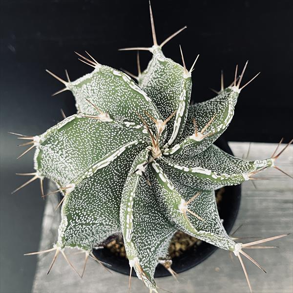 サボテン：アストロフィツム 般若*幅10cm | サボテン＆多肉植物