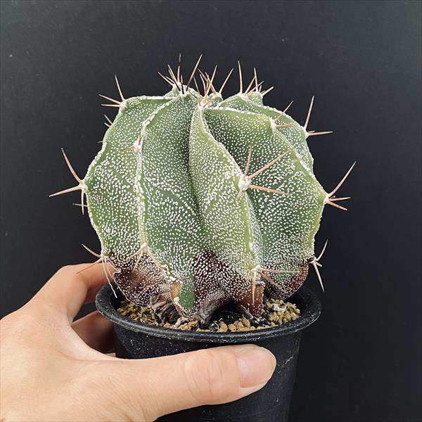 サボテン 約5cm〜10cm サボテン：アストロフィツム 般若*幅10cm | サボテン＆多肉植物