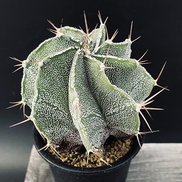 サボテン　般若　ハンニャ ハンニャ（般若）の魅力と花言葉：その歴史と文化的意義を深く学ぶ