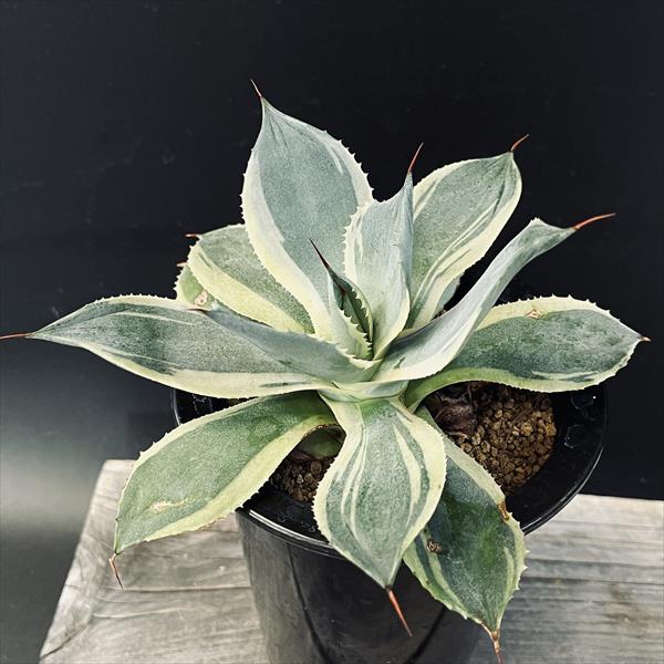 多肉植物：アガベ ポタトルム 鳳凰*M 幅14cm | サボテン＆多肉植物