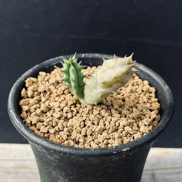 多肉植物：ガガイモ フェルニア コンシンナ*S 幅1cm | サボテン