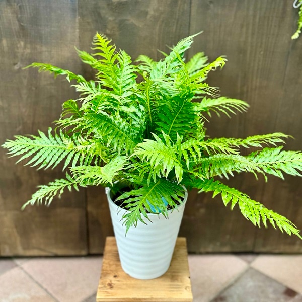 おしゃれ 観葉植物 西洋シダ植物：ブレクナム シルバーレディー*7号