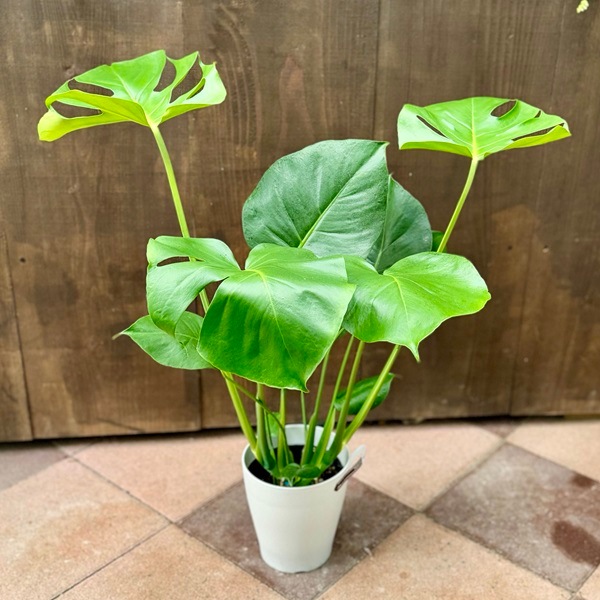 観葉植物 姫モンステラ ヒメモンステラ ペルツーサ 5号鉢 送料無料 観葉植物 室内 贈り物 プレゼント インテリア おしゃれの通販はau PAY マーケット - フラワーネット日本花キ流通 通販サイト