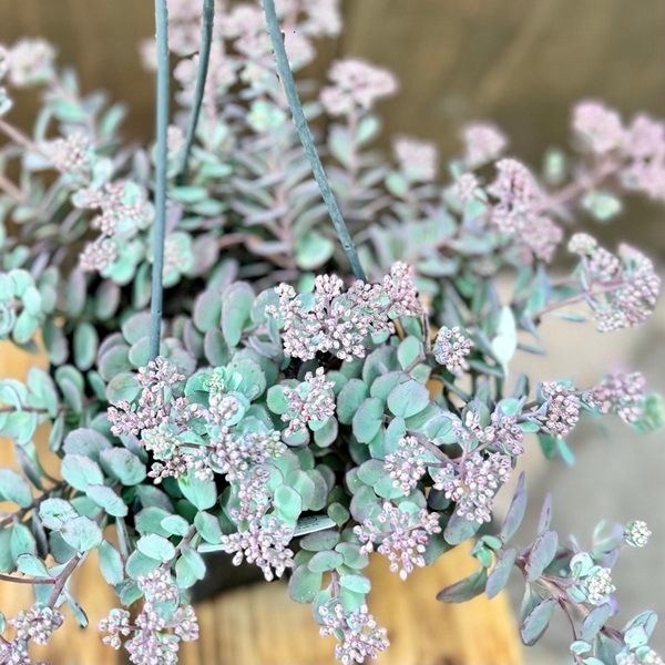 セダム 吊り鉢 植物 チャーム （観葉植物）セダム 品種おまかせ 和風陶器鉢植え 鉢色