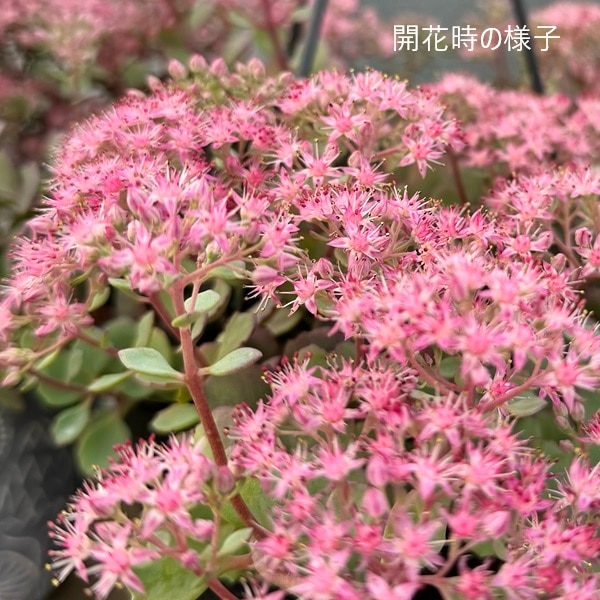 おしゃれ 観葉植物：セダム ブルーエルフ*5号吊り鉢 | 観葉植物,吊り鉢