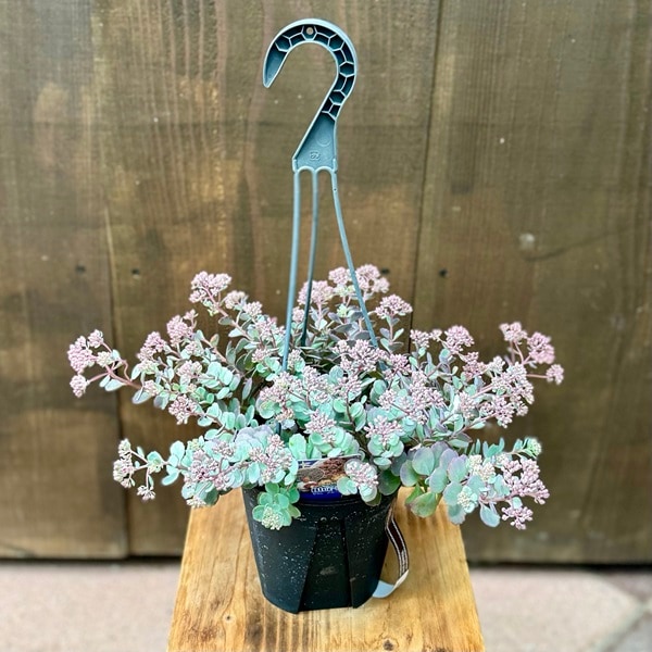 セダム 吊り鉢 植物 おしゃれ 観葉植物：セダム ブルーエルフ*5号吊り鉢 | 観葉植物,吊り鉢