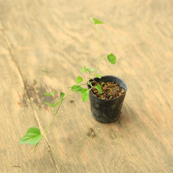 ġĤĤŤդ(ͺ)*ĥťե