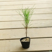 ġ粦ʹݥåȡ*ޥġ祦ޤ