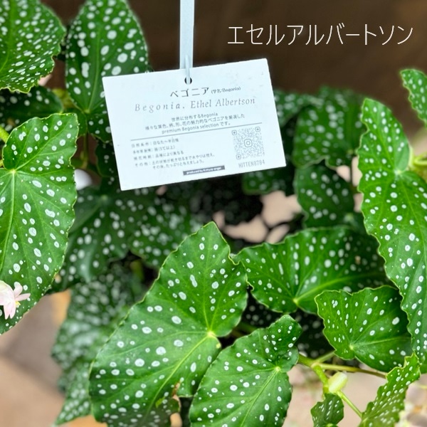 ベゴニア百科 おしゃれ 観葉植物：選べる 木立ベゴニア*エセルアルバートソン