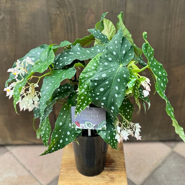 おしゃれ 観葉植物：選べる 木立ベゴニア*エセルアルバートソン
