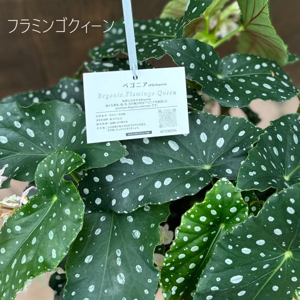 おしゃれ 観葉植物：選べる 木立ベゴニア*エセルアルバートソン