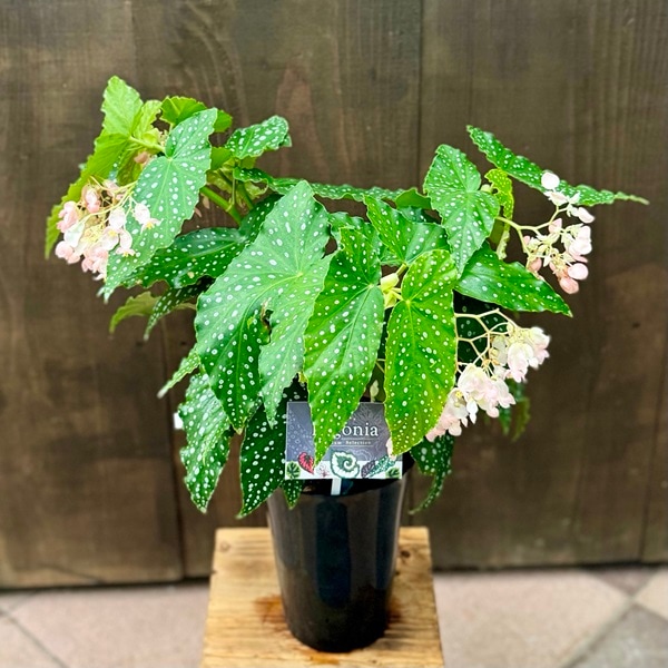 おしゃれ 観葉植物：選べる 木立ベゴニア*エセルアルバートソン