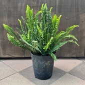 ������졡���տ�ʪ���ͥե���ԥ������ޥ���*7�� �ӥˡ���ݥå�