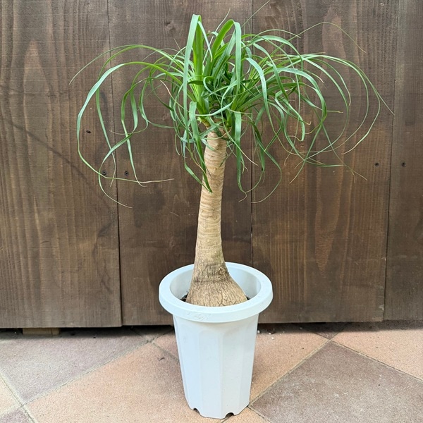 ���տ�ʪ �Υ�ʡ��ݥˡ��ơ��� �ȥå�����*7��ץ�ݥå�