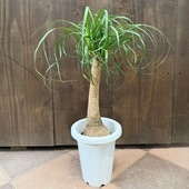 ���տ�ʪ �Υ�ʡ��ݥˡ��ơ��� �ȥå�����*7��ץ�ݥå�