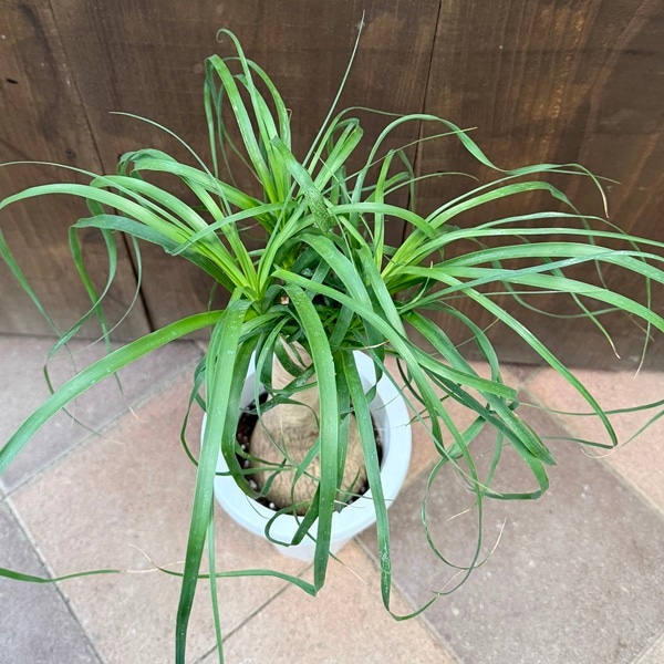 観葉植物 ノリナ：ポニーテール トックリラン*7号プラポット | 観葉