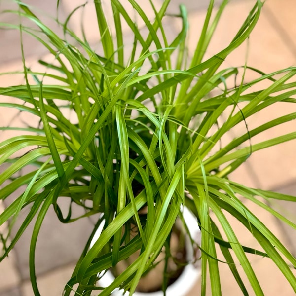 観葉植物 ノリナ：ポニーテール トックリラン*7号プラポット