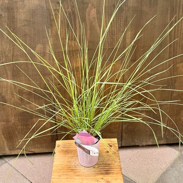 ���տ�ʪ �� �����ɥ��С����ߥ塼���٥륮�����ԥ�ꥹ*�ԥ󥯥ߥ塼�꡼���饹