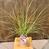 ���տ�ʪ �� �����ɥ��С����ߥ塼���٥륮�����ԥ�ꥹ*�ԥ󥯥ߥ塼�꡼���饹