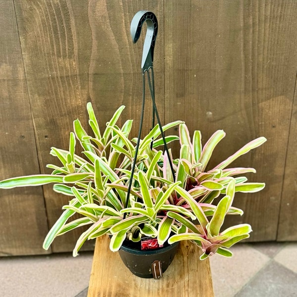 おしゃれ 着生植物 観葉植物：ネオレゲリア ファイヤーボール*5号吊り
