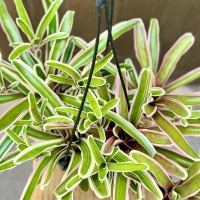 おしゃれ 着生植物 観葉植物：ネオレゲリア ファイヤーボール*5号吊り