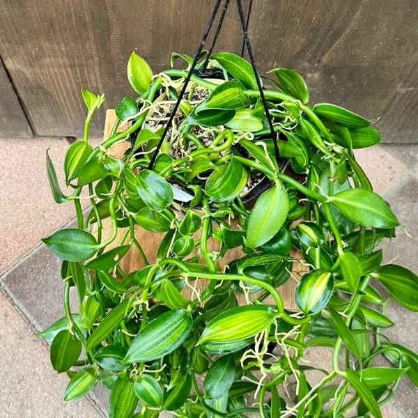 観葉植物：斑入りバニラ*5号吊り鉢 | 観葉植物,吊り鉢 | 遊恵盆栽 本店