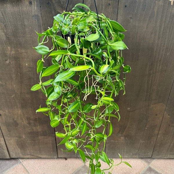 斑入り　バニラ　苗　観葉植物　花卉/園芸　ばにら　山野草　沖縄グリーン　香木/緑 園芸ネット本店｜バニラ斑入り3.5号ポット の通販【公式】