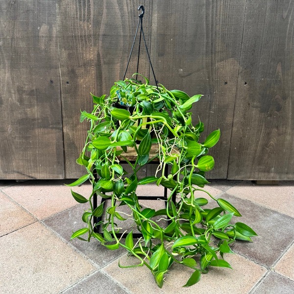 観葉植物：斑入りバニラ*5号吊り鉢 | 観葉植物,吊り鉢 | 遊恵盆栽 本店