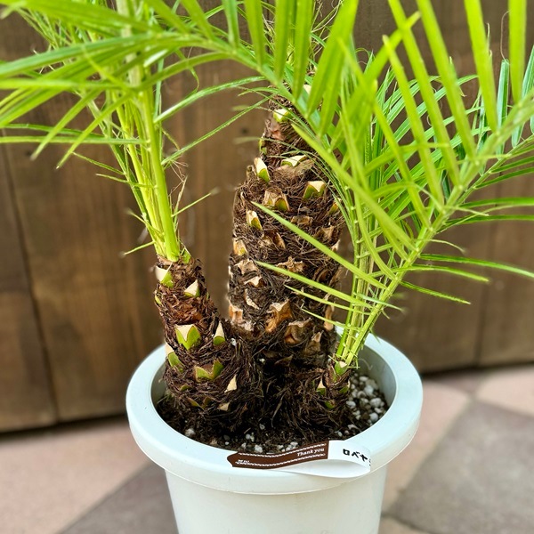 観葉植物：ロベヤシ*8号プラポット 大型ヤマト便 | 観葉植物,フロア
